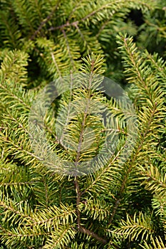 Nidiformis Norway spruce