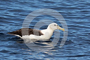 Nieuw-Zeelandse Witkapalbatros, White-capped Albatross, Thalassarche steadi