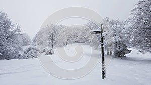 Nieve photo