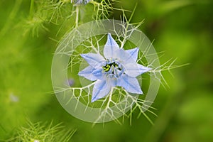 Nigella blossom