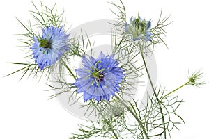 Blue Nigella damascena flowers