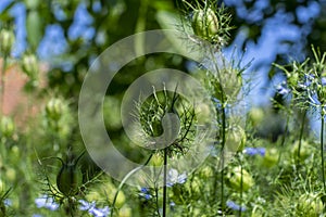 Nigella damascena green seed heads toxic alkaloid capsules