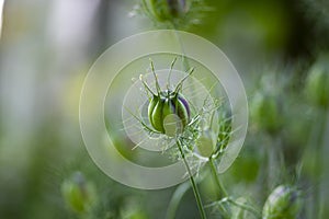 Nigella damascena green seed heads toxic alkaloid capsules