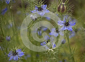 Nigella Damascena love-in-a-mist.