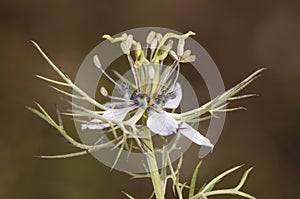 Nigella damascena love in a mist beautiful and peculiar purple blue flower of very unusual appearance