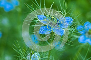 Nigella damascena, love-in-a-mist, or devil in the bush. Blue nigella flowers close up. Spring flowers.