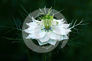 Nigella damascena, love-in-a-mist, or devil in the bush. White nigella flowers close up.