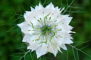 Nigella damascena, love-in-a-mist, or devil in the bush. White nigella flowers close up.