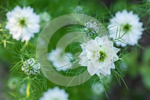 Nigella damascena, love-in-a-mist, or devil in the bush. White nigella flowers close up.