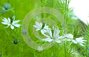 Nigella damascena, wild fennel