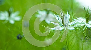 Nigella damascena, wild fennel