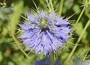 Nigella damascene