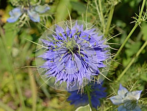Nigella damascene