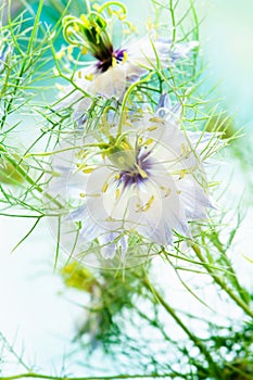 Nigella damascene