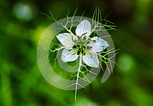 Nigella damson, photos taken with a super macro lens