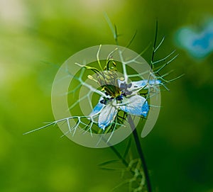 Nigella damson, photos taken with a super macro lens