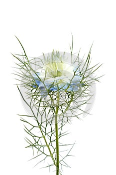 Nigella flower