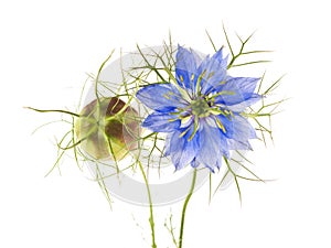 Nigella