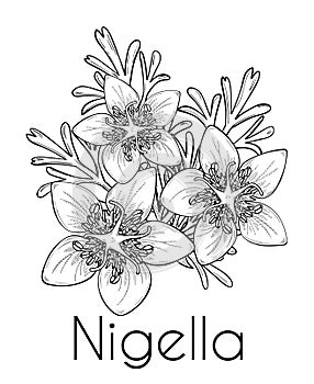 Nigella hand drawn design, line art, vector illustration. Culinary ingredient or cosmetic. Black cumin flowers, leaves,