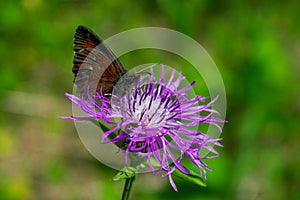 Nigella ligea, or nigella Ligeya, or nigella coffee, or brown satyr lat. Erebia ligea is a diurnal butterfly from the marigold