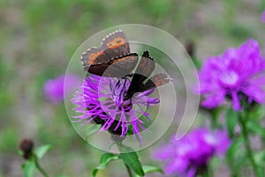Nigella ligea, or nigella Ligeya, or nigella coffee, or brown satyr lat. Erebia ligea is a diurnal butterfly from the marigold