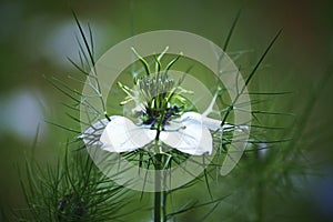 Nigella Love-In-A-Mist Flower, CloseUp With Blurred Background, High Contrast