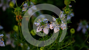 Nigella sativa black caraway, also known as black cumin, nigella, or kalonji is an annual flowering plant in the family