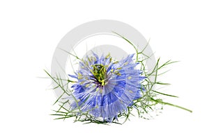 Nigella sativa or black cumin flower on white