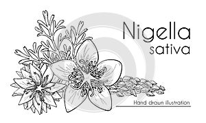 Nigella sativa flowers, seeds and leaves, black cumin. Hand drawn design, line art, vector illustration. Culinary ingredient or co