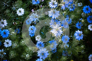 Nigella sativa - nature blue and white flowers