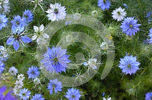 Nigella sativa - nature blue and white flowers