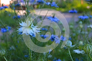 Nigella sativa - nature blue and white flowers