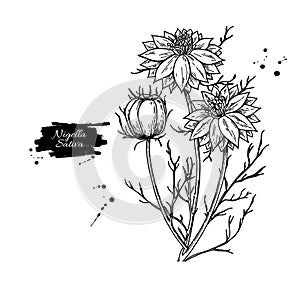 Nigella sativa vector drawing. Black cumin isolated illustration. Hand drawn botanical flowers and leaves.