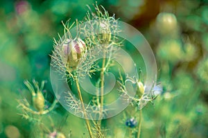 Nigella seed capsules closeup in a flowerbed