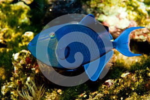 Niger or Red Toothed Triggerfish