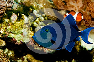 Niger or Red Toothed Triggerfish