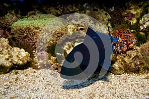 Niger or Red Toothed Triggerfish