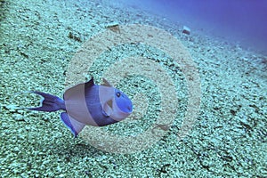 Niger or Red Toothed Triggerfish Odonus niger in the Red Sea, Egypt. Big blue-blue fish of the sea