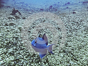 Niger or Red Toothed Triggerfish Odonus niger in the Red Sea, Egypt. Big blue-blue fish of the sea