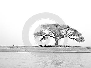 Niger River Tree