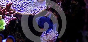 Niger Triggerfish - Odonus niger