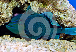 Niger Triggerfish