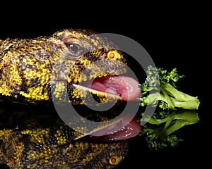 Niger Uromastyx (Uromastyx Geyri) eating broccoli on a reflective black background