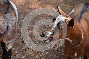 Nigerian dwarf goat bleating