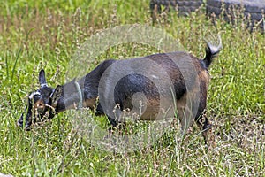 Nigerian Dwarf Goat Grazing