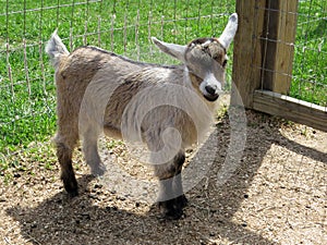 Nigerian Dwarf goat kid (female)