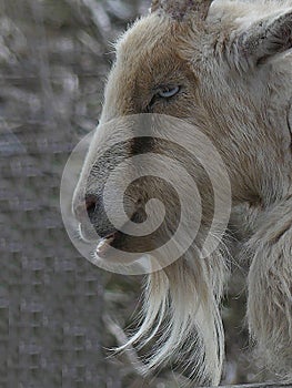 Nigerian Dwarf Goat with Long Tan and White Beard Seen in Profile.
