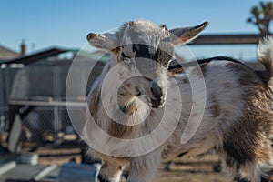 Nigerian Dwarf goat newborn