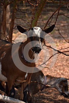 Nigerian dwarf goat under the shade tree