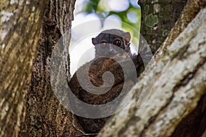 Night Ankarana Sportive Lemur, Madagascar